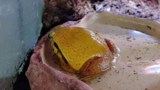 Things That Look Like Food (24 pics) Things That Look Like Food (24 pics)