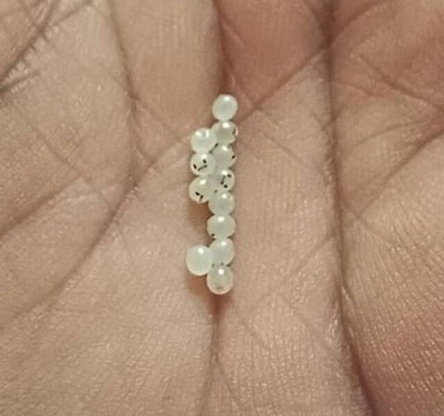 What Are These Things? (21 pics)