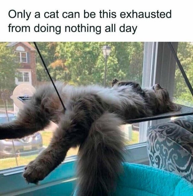 Memes With Cats (25 pics)