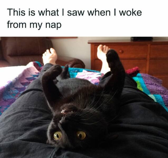 Memes With Cats (25 pics)