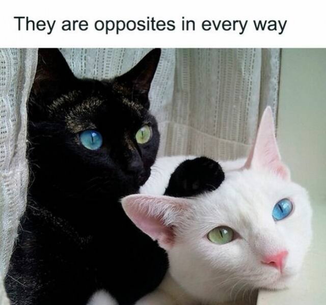 Memes With Cats (25 pics)