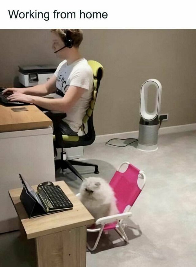 Memes With Cats (25 pics)
