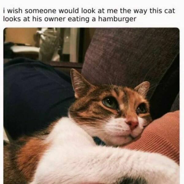 Memes With Cats (25 pics)