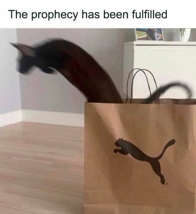 Memes With Cats (25 pics)