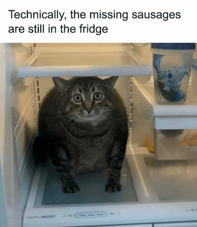 Memes With Cats (25 pics)