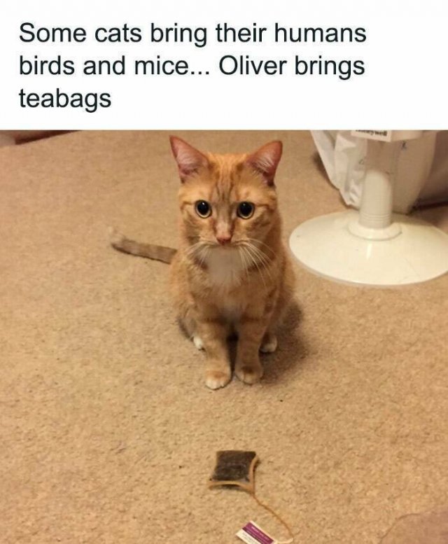 Memes With Cats (25 pics)