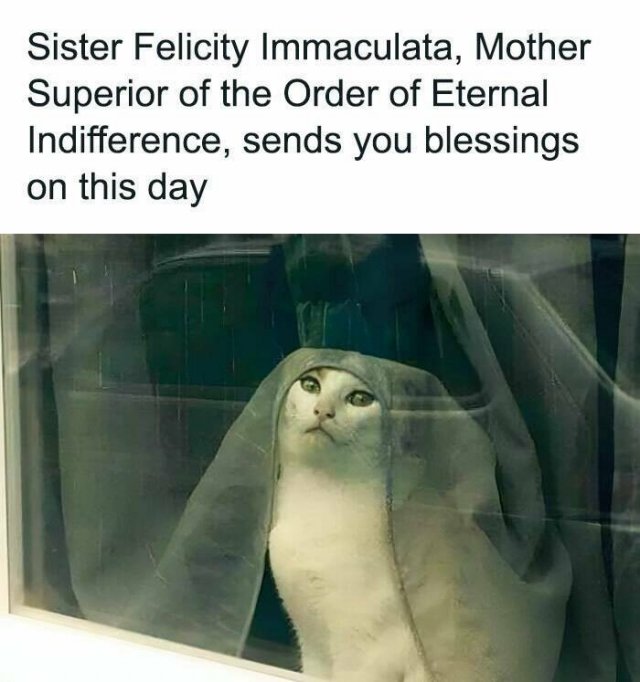 Memes With Cats (25 pics)