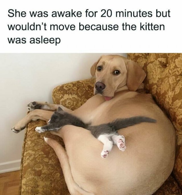 Memes With Cats (25 pics)