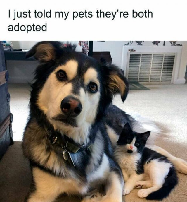 Memes With Cats (25 pics)
