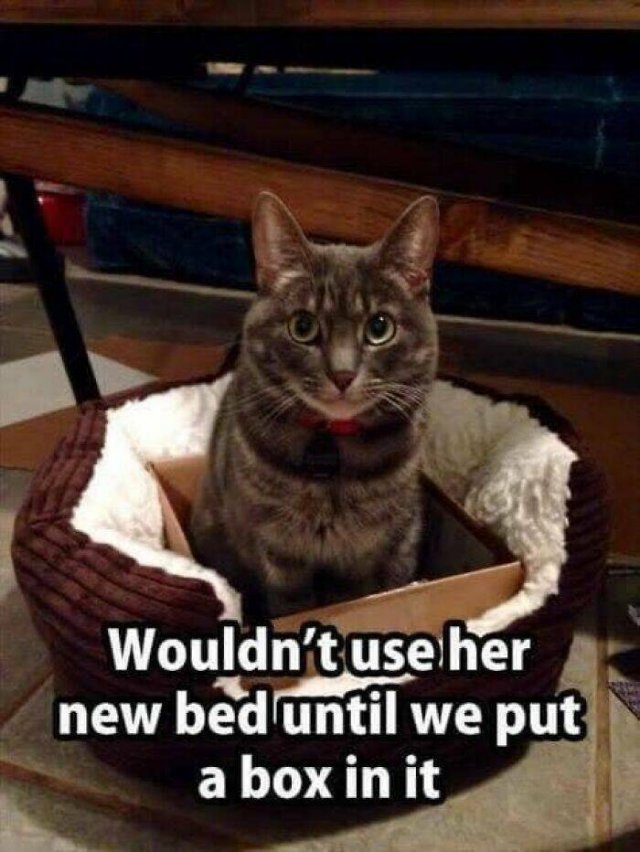 Memes With Cats (25 pics)