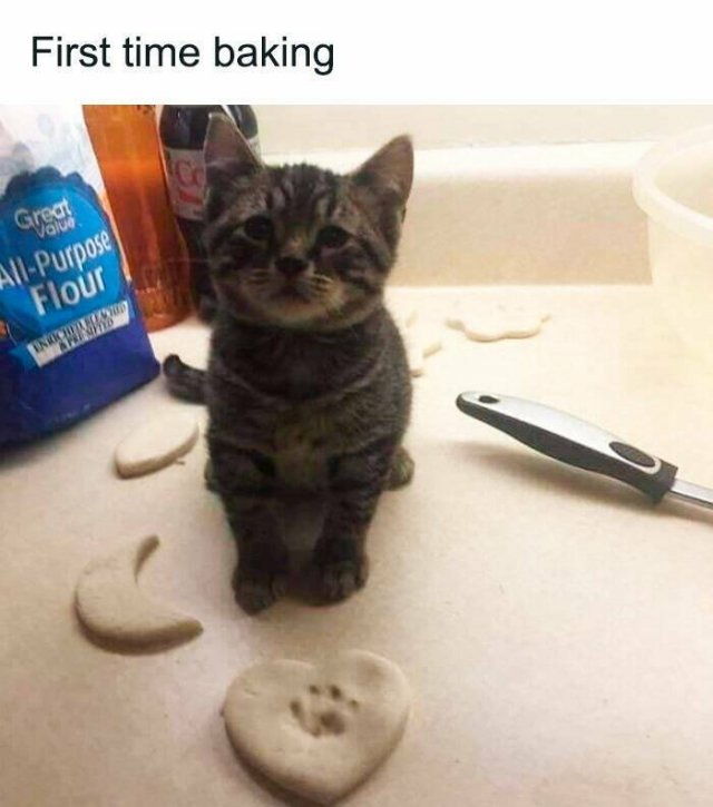 Memes With Cats (25 pics)