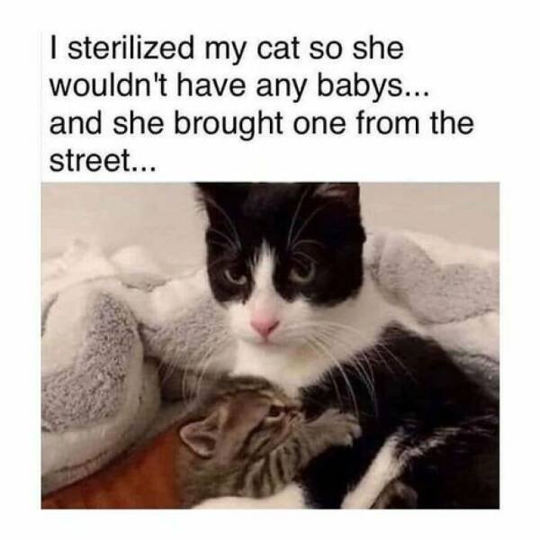 Memes With Cats (25 pics)