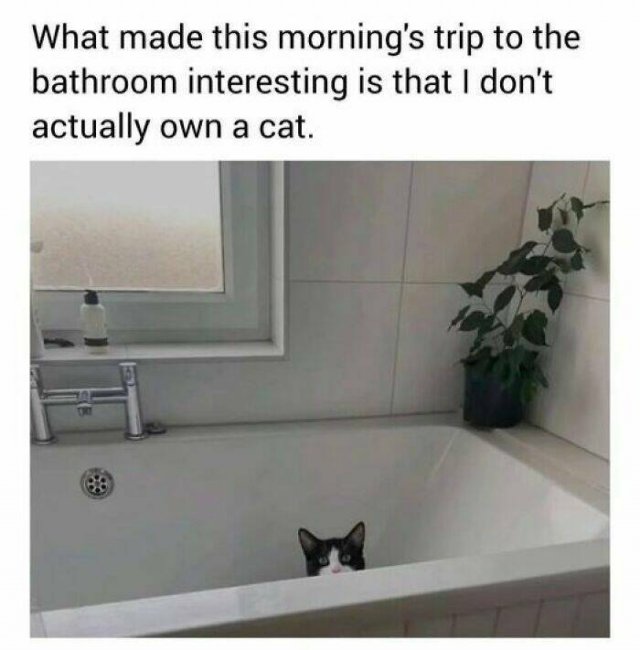 Memes With Cats (25 pics)