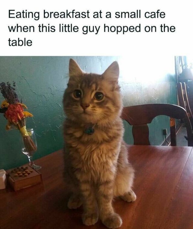 Memes With Cats (25 pics)