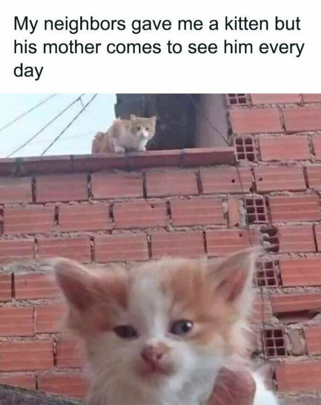 Memes With Cats (25 pics)