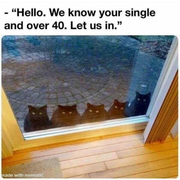 Memes With Cats (25 pics)