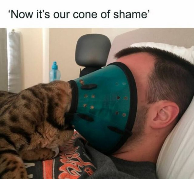 Memes With Cats (25 pics)