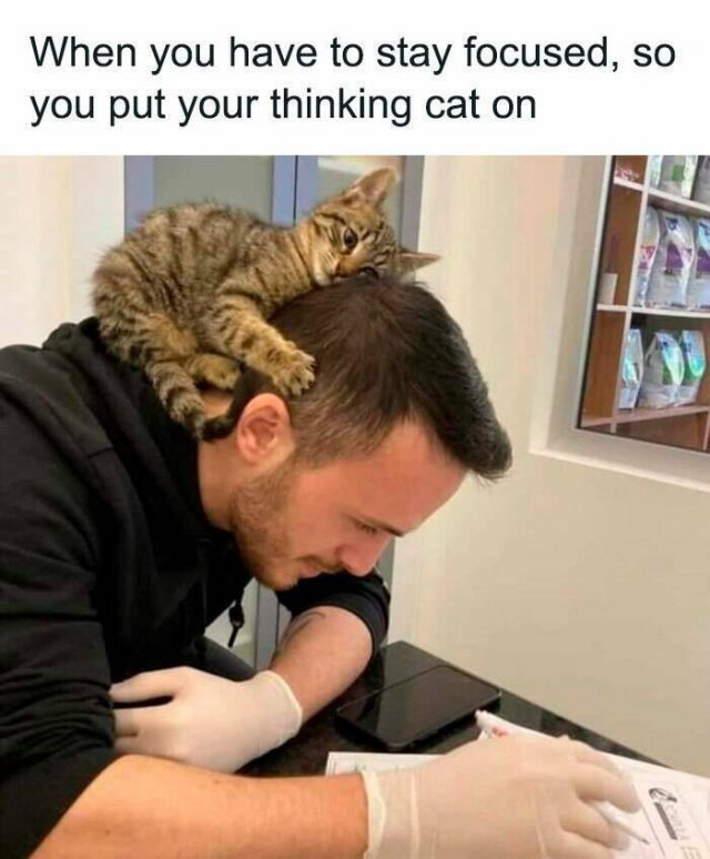Memes With Cats (25 pics)
