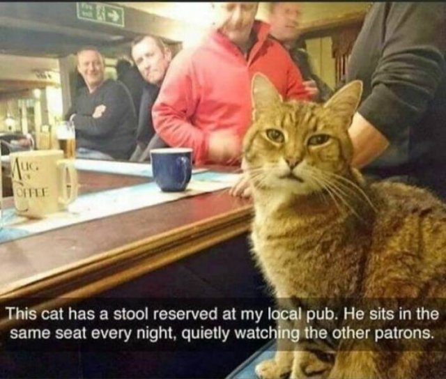 Memes With Cats (25 pics)