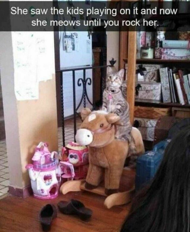 Memes With Cats (25 pics)