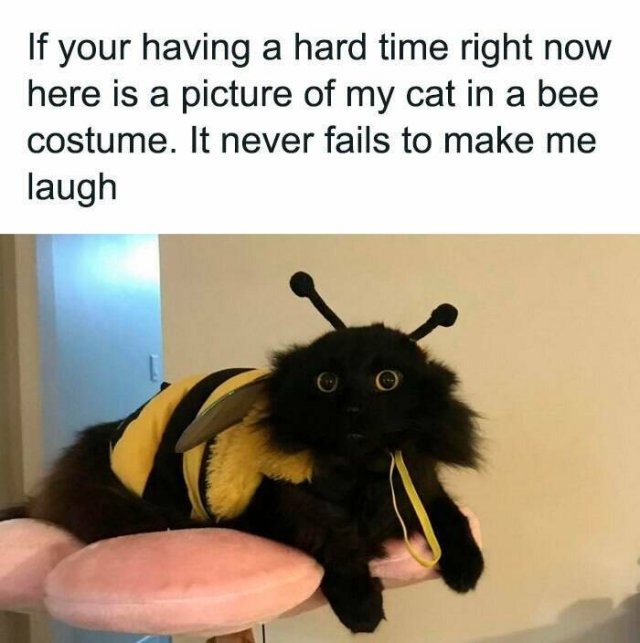 Memes With Cats (25 pics)