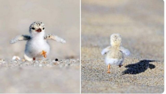 Cute And Funny Animals (25 pics)