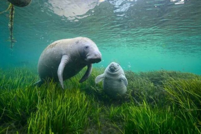 Cute And Funny Animals (25 pics)
