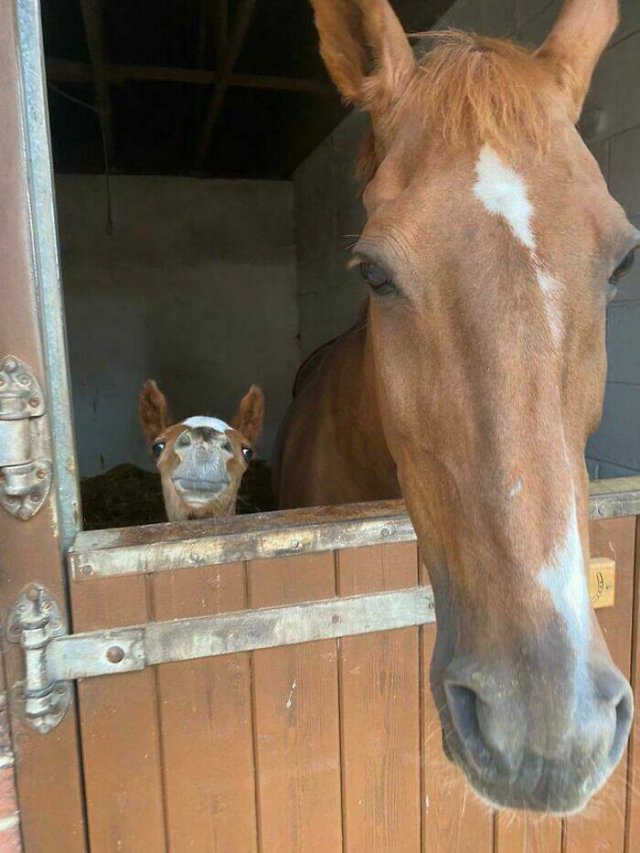 Cute And Funny Animals (25 pics)