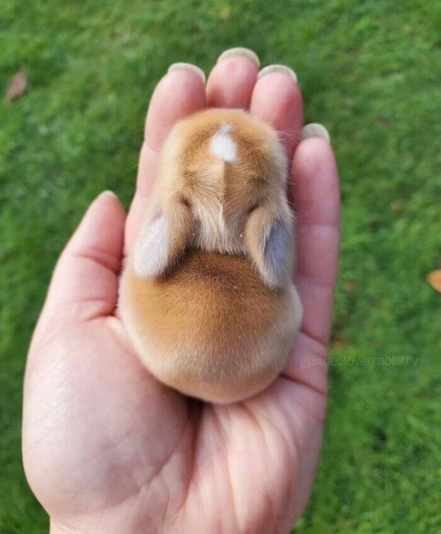 Cute And Funny Animals (25 pics)