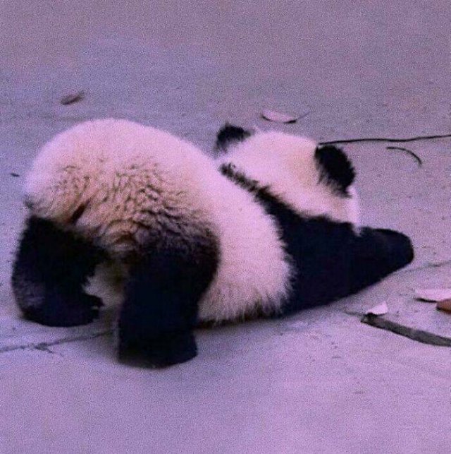 Cute And Funny Animals (25 pics)