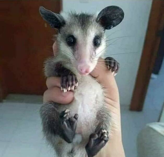 Cute And Funny Animals (25 pics)