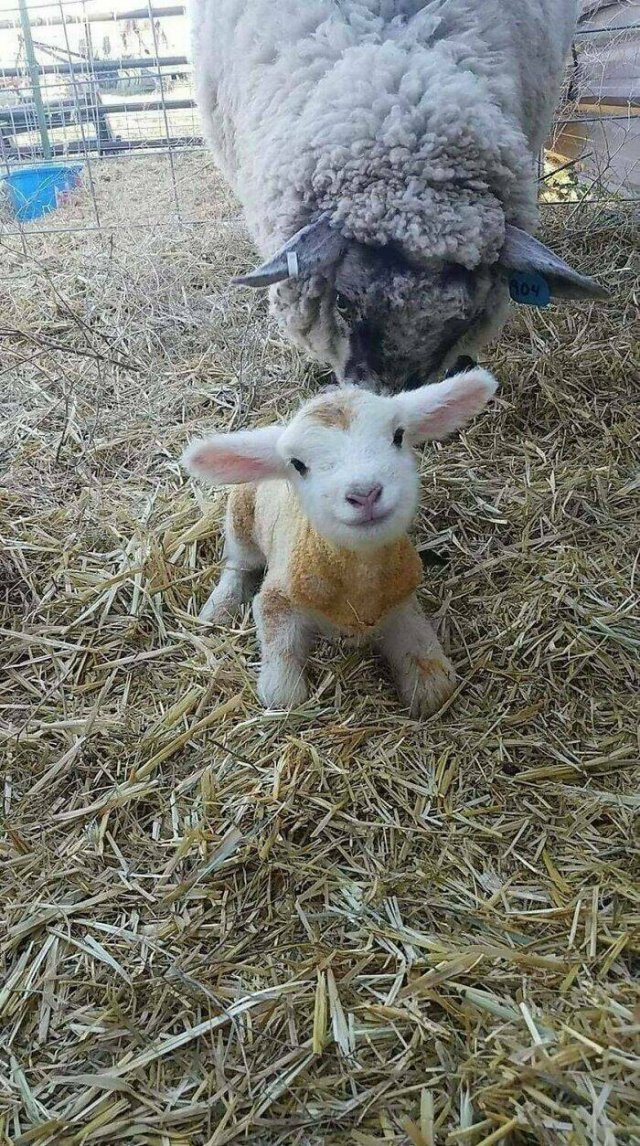 Cute And Funny Animals (25 pics)