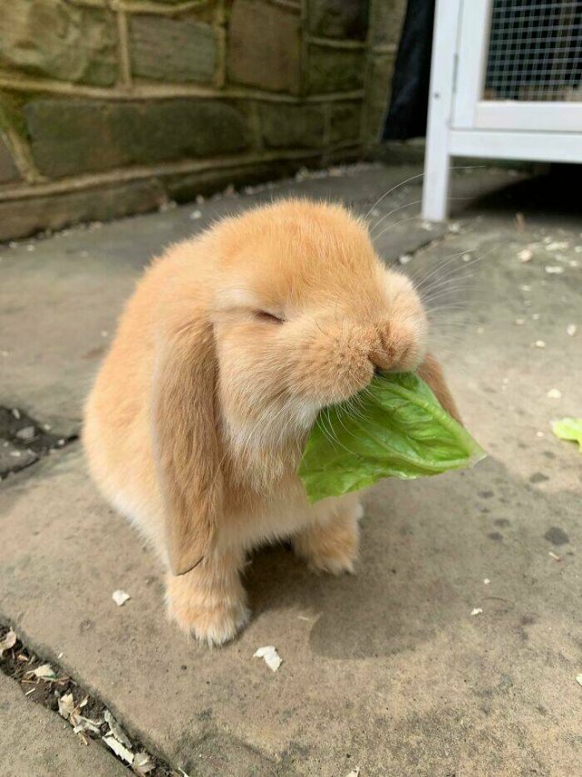 Cute And Funny Animals (25 pics)