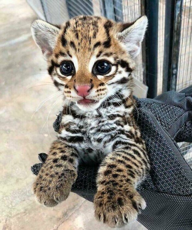 Cute And Funny Animals (25 pics)