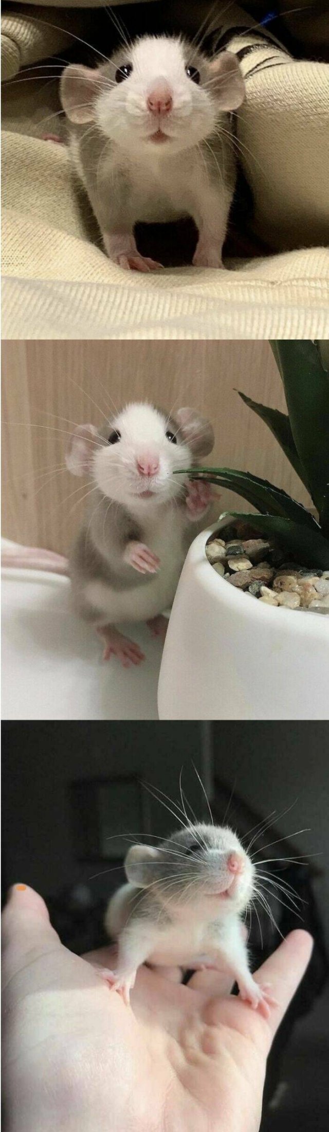 Cute And Funny Animals (25 pics)