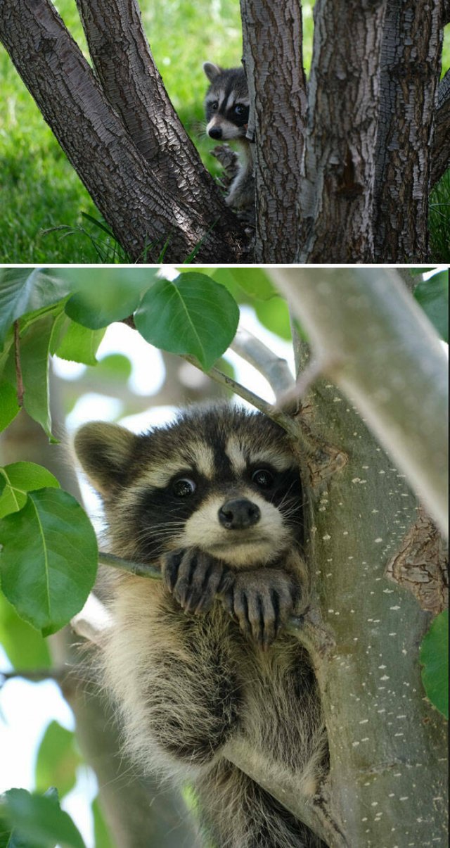 Cute And Funny Animals (25 pics)