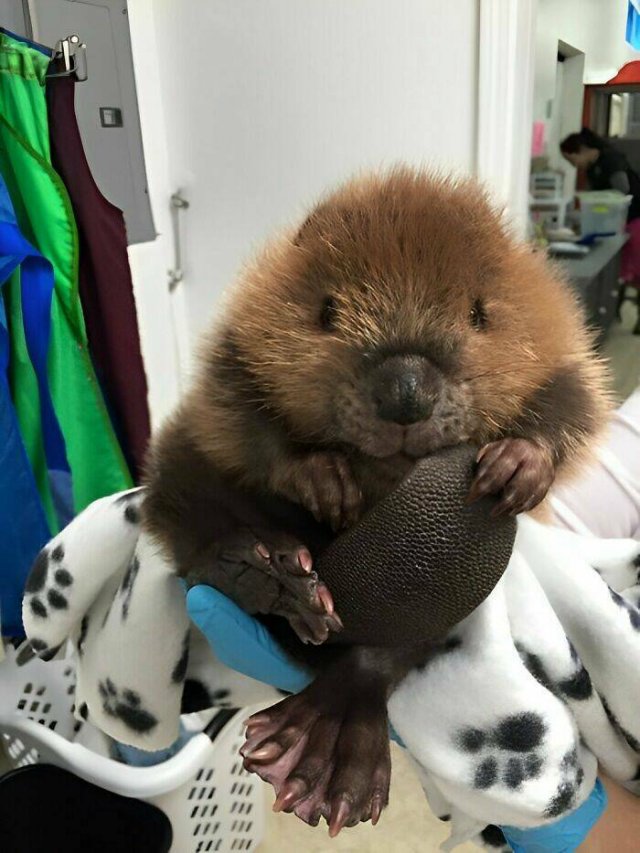 Cute And Funny Animals (25 pics)