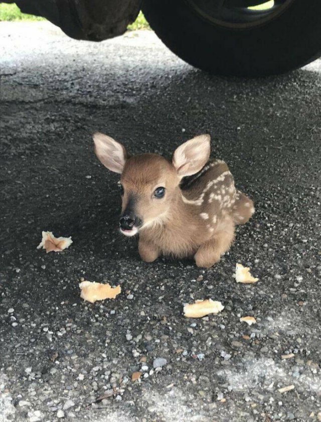 Cute And Funny Animals (25 pics)