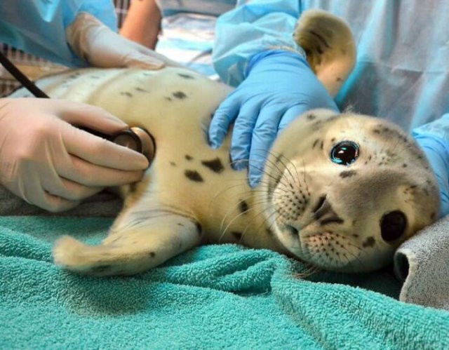 Cute And Funny Animals (25 pics)