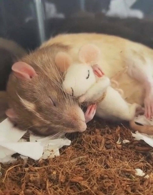 Cute And Funny Animals (25 pics)