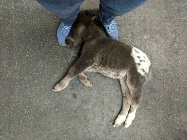Cute And Funny Animals (25 pics)
