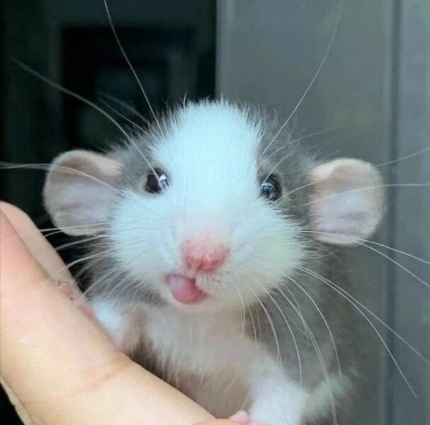 Cute And Funny Animals (25 pics)