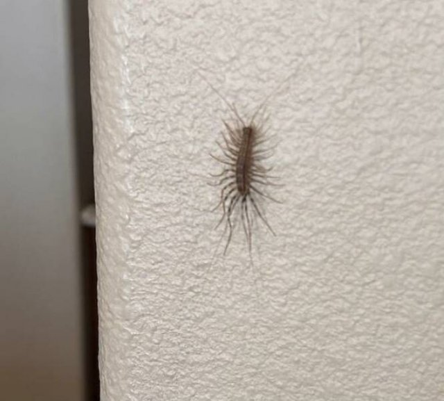 Creepy Finds (16 pics)