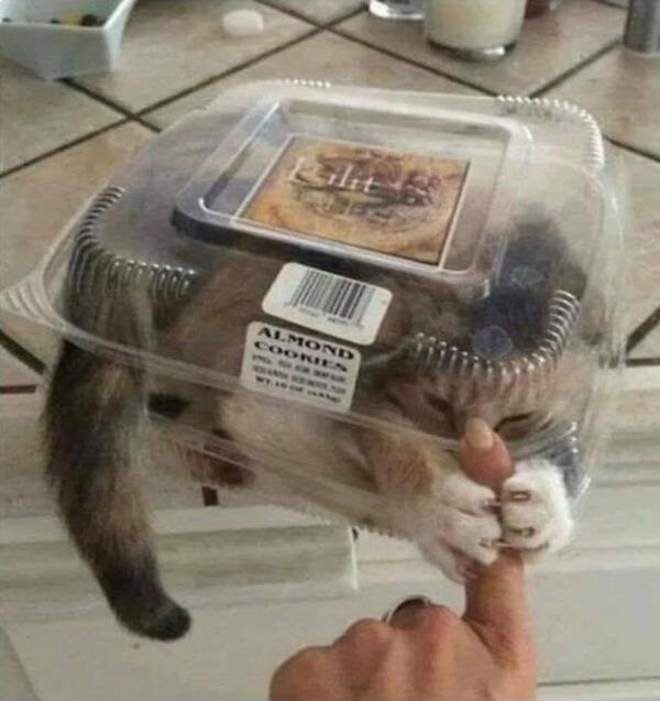What Is Going On Here? (24 pics)