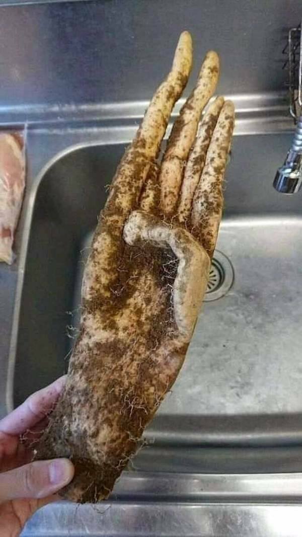 Creepy Finds (16 pics)