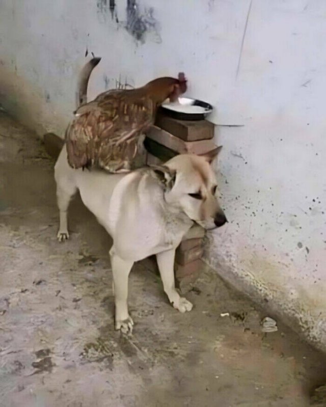What Is Going On Here? (21 pics)