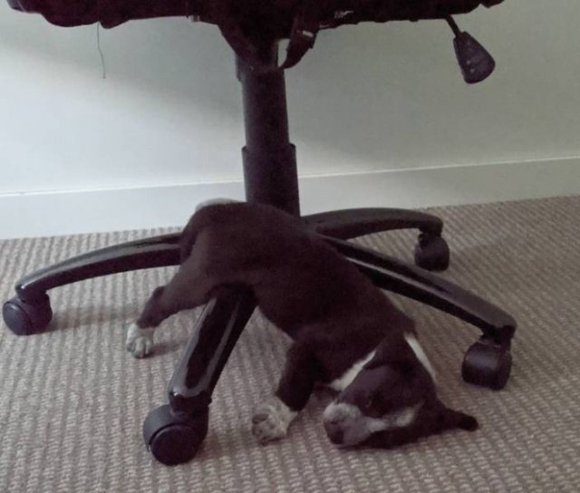 Never Leave Pets Alone (22 pics)