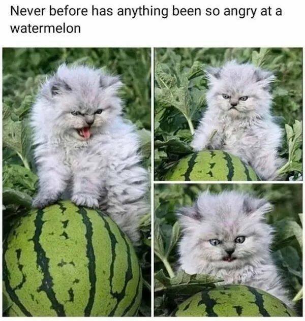 Memes With Animals (26 pics)