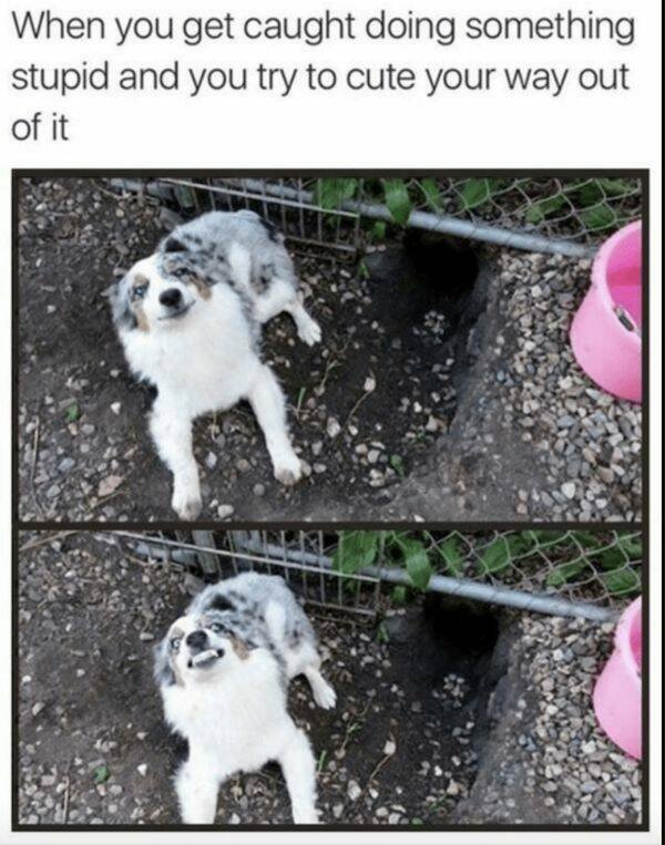 Memes With Animals (26 pics)