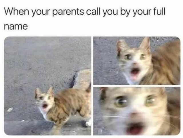 Memes With Animals (26 pics)